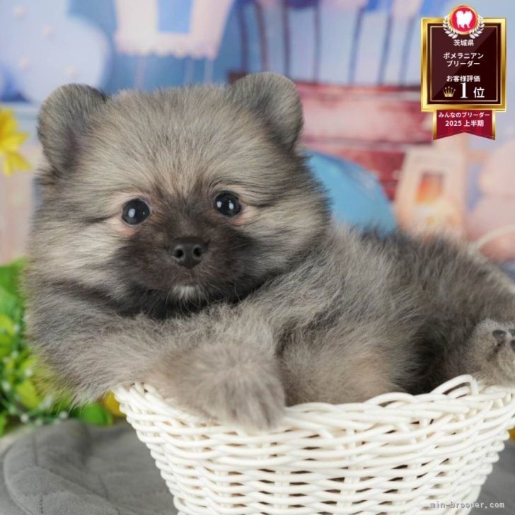 ブリーダー画像