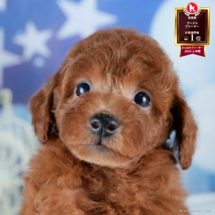 トイプードル(トイ)【茨城県・男の子・2025年7月15日・レッド】の写真1「🐶全頭総額表示(接種済ワクチン代・マイクロチップ代・健康診断料込)」