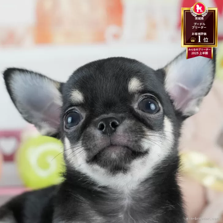 R.S 様のお迎えした子犬