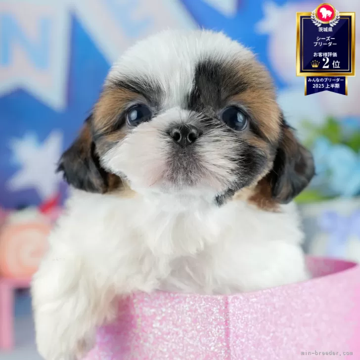 マチャ 様のお迎えした子犬