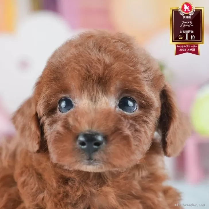 トイプードル(トイ)【茨城県・男の子・2025年6月18日・レッド】の写真1「🐶全頭総額表示(接種済ワクチン代・マイクロチップ代・健康診断料込)」