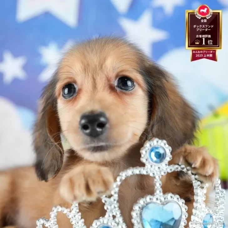 りん 様のお迎えした子犬