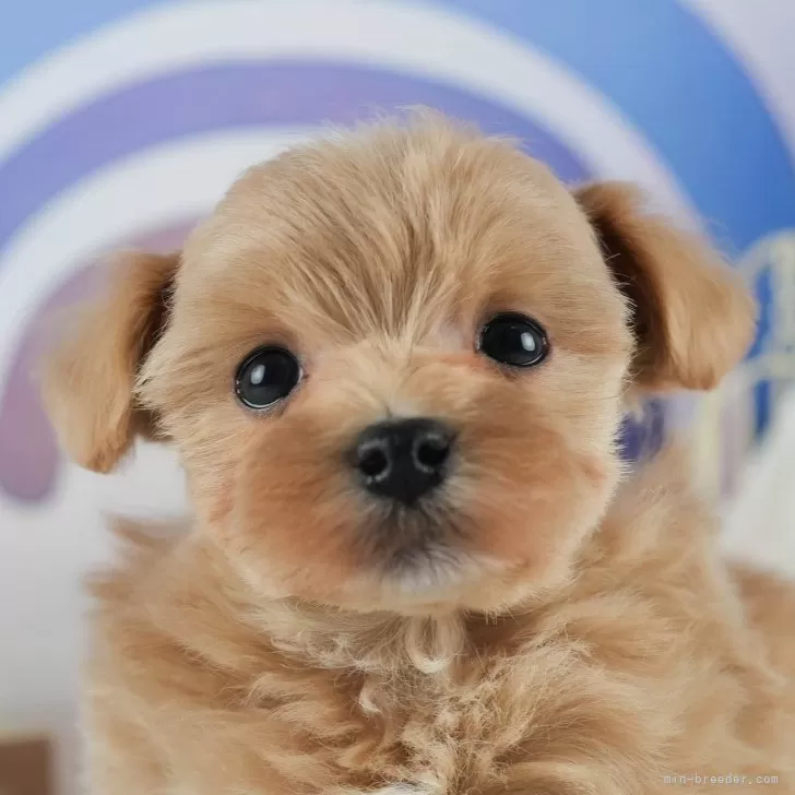 ID:2502-01088の子犬