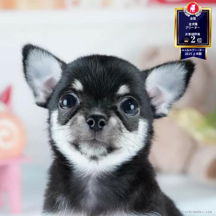 k 様のお迎えした子犬