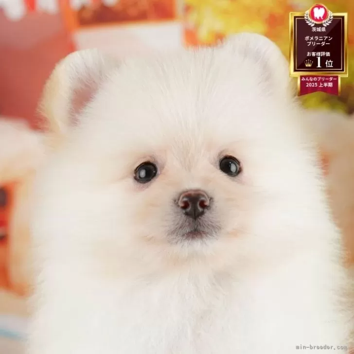 ID：2510-06297の子犬