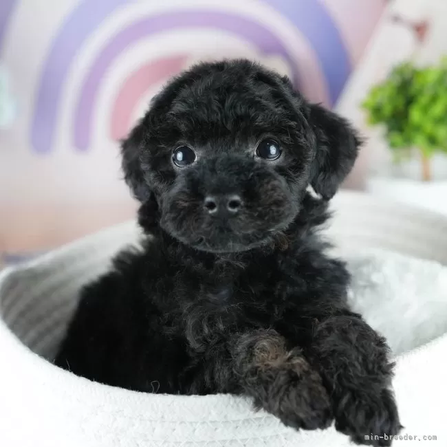 ID:2506-07120の子犬