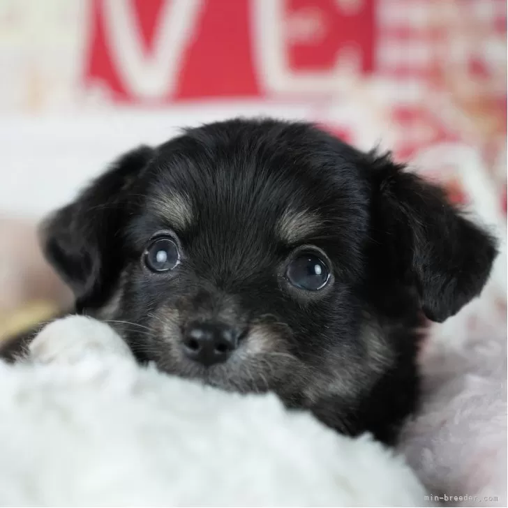 ID：2505-03495の子犬