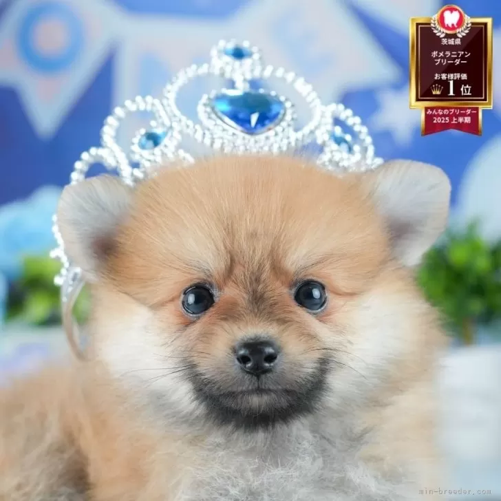 ポメラニアン【茨城県・男の子・2025年6月16日・オレンジ】の写真1「🐶全頭総額表示(接種済ワクチン代・マイクロチップ代・健康診断料込)」