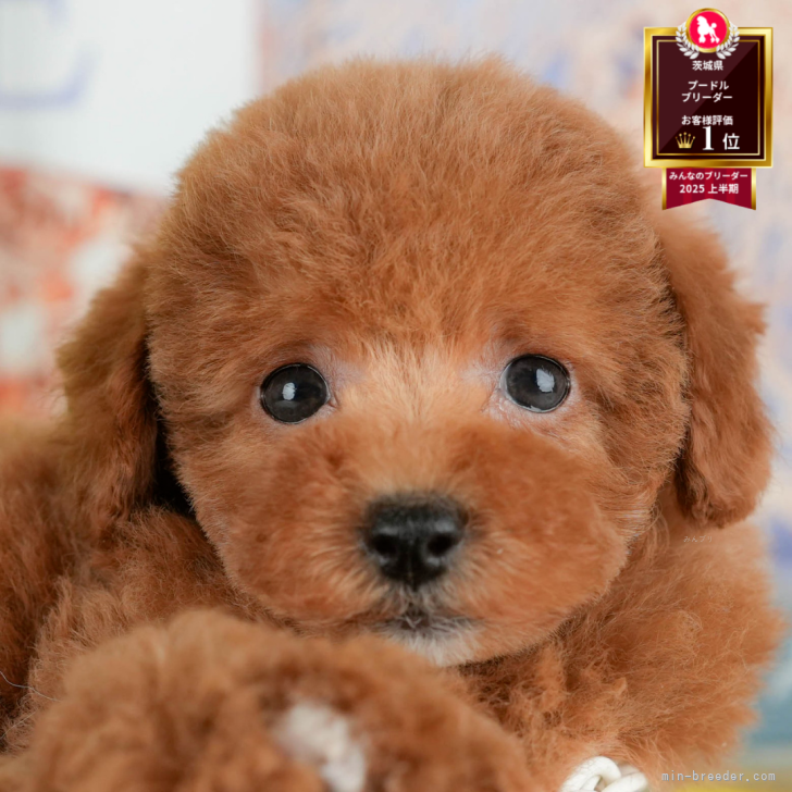 ブリーダー画像