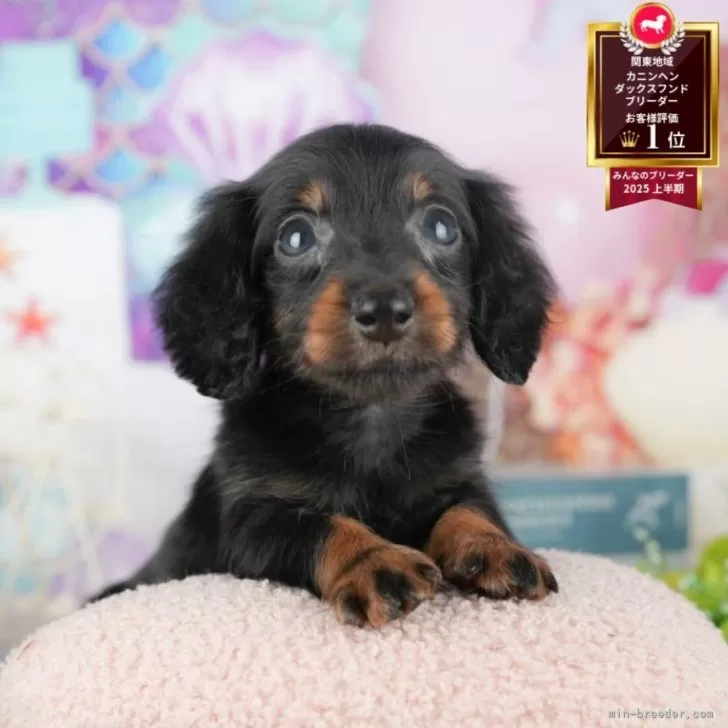 ID：2511-00884の子犬