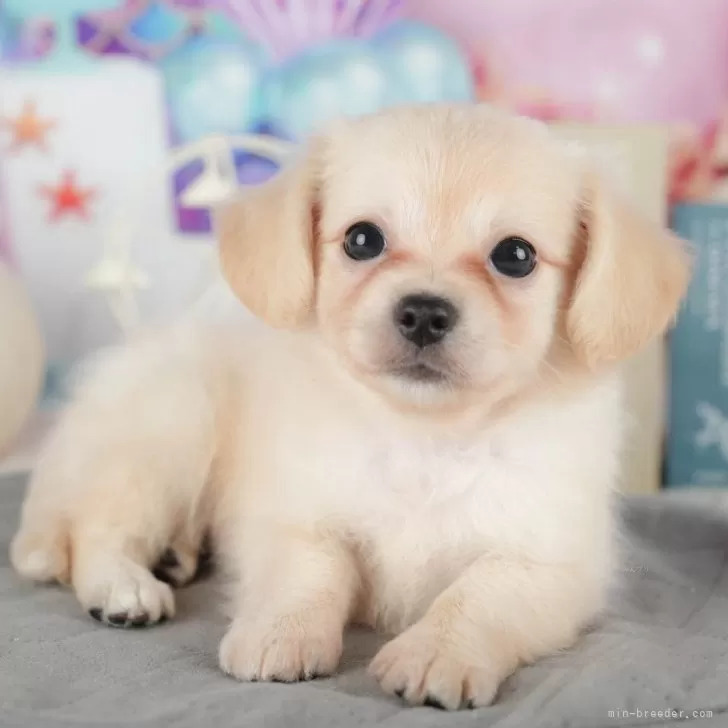 チワックス(チワワ×ダックスフンド)【茨城県・女の子・2025年9月9日・クリーム】の写真1「🐶全頭総額表示(接種済ワクチン代・マイクロチップ代・健康診断料込)」