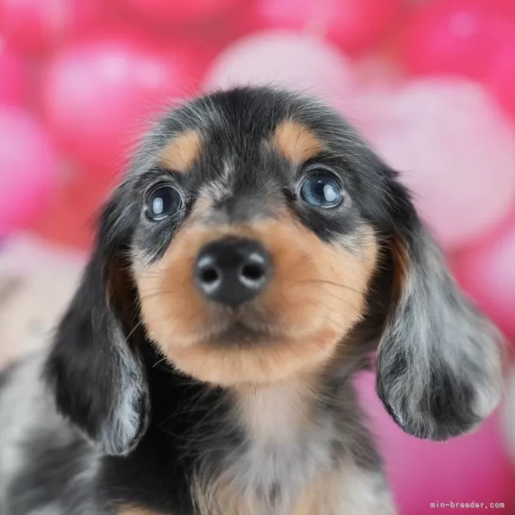 S.C 様のお迎えした子犬