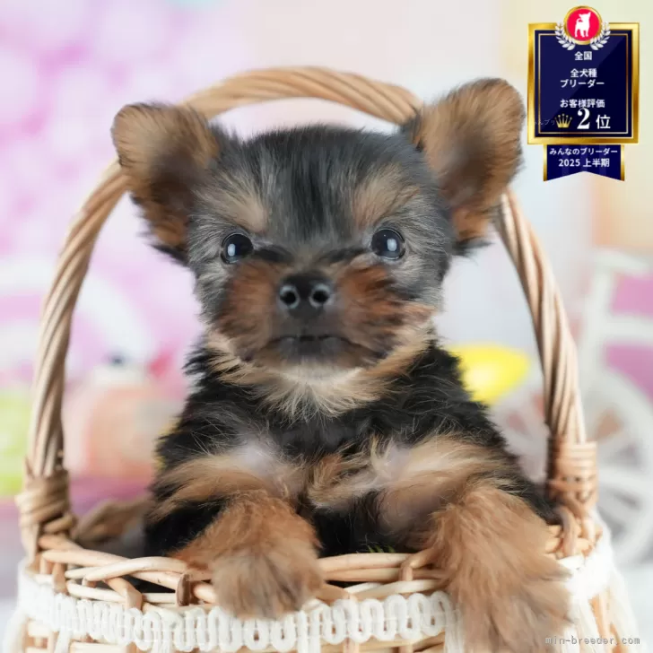 ヨークシャーテリア【茨城県・女の子・2025年7月30日・スティールブルー&タン】の写真1「🐶全頭総額表示(接種済ワクチン代・マイクロチップ代・健康診断料込)」