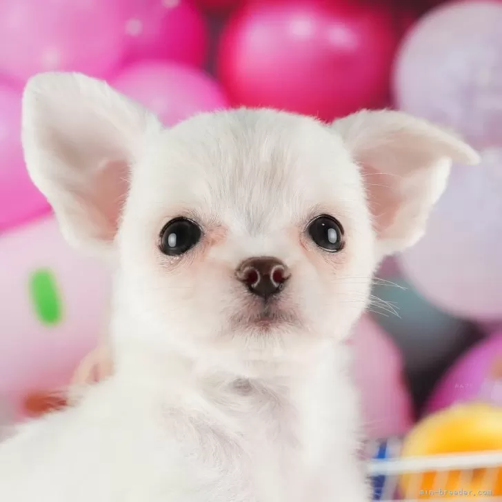 ID：2411-07198の子犬