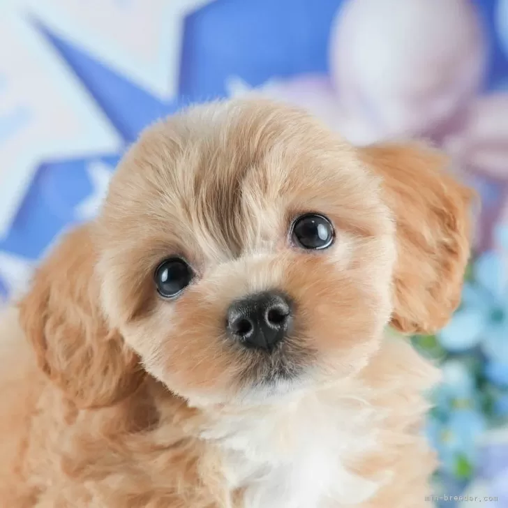 ID：2507-00683の子犬