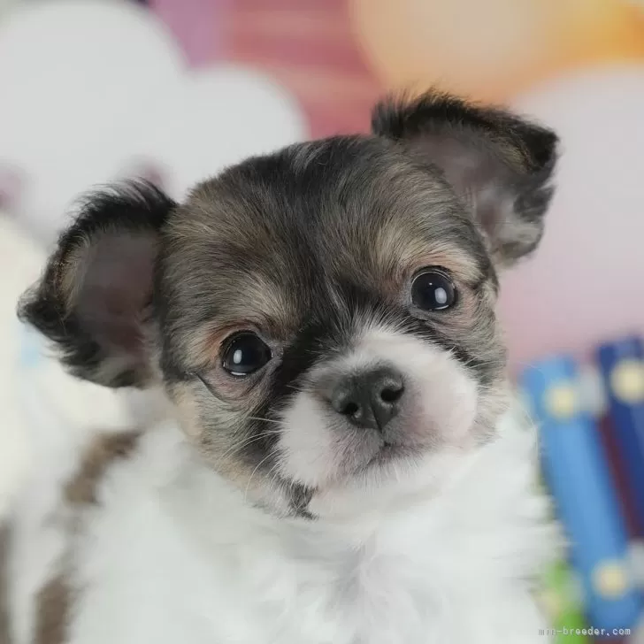 ID:2502-01085の子犬