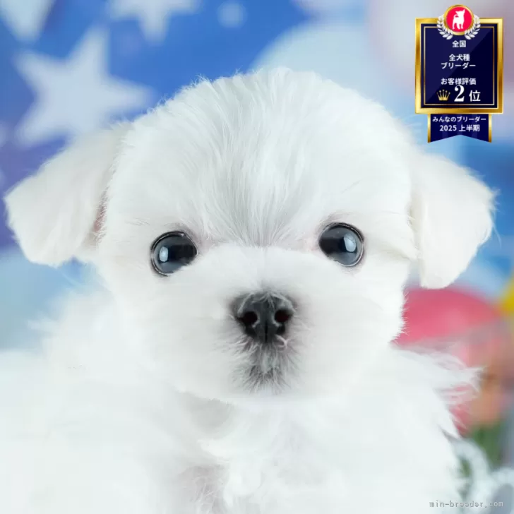 T.M 様のお迎えした子犬