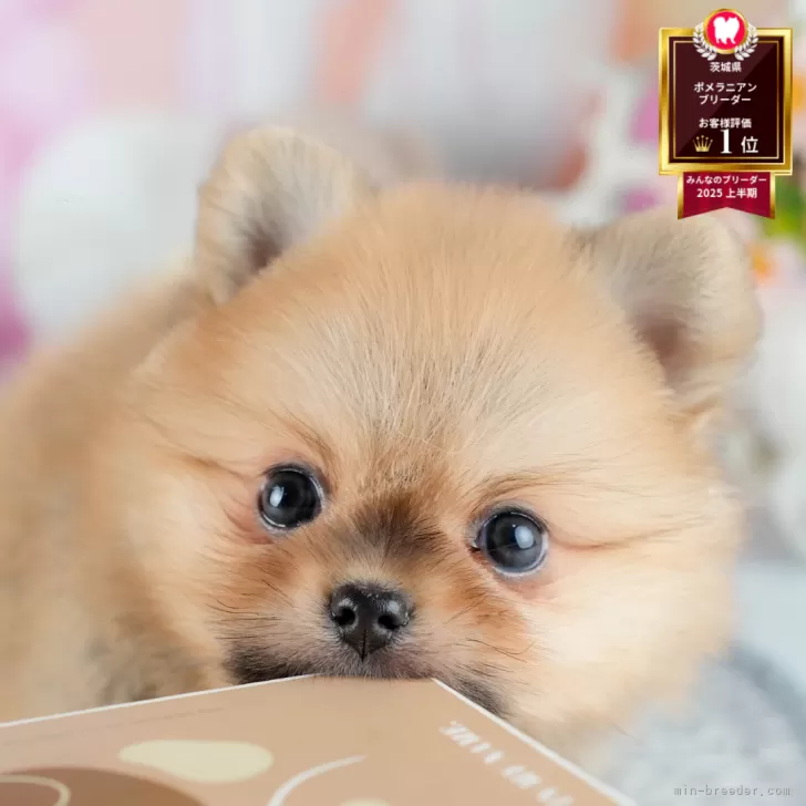 ポメラニアン【茨城県・男の子・2025年8月11日・オレンジ】の写真1「🐶全頭総額表示(接種済ワクチン代・マイクロチップ代・健康診断料込)」