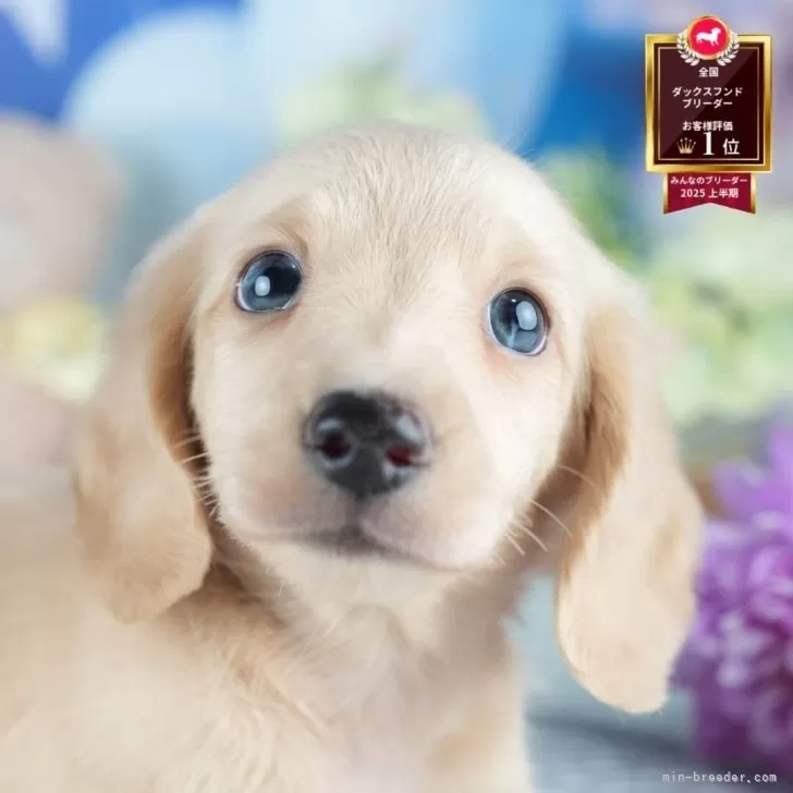 ID:2508-01574の子犬