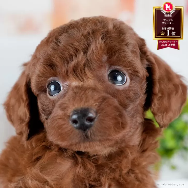 トイプードル(トイ)【茨城県・女の子・2025年10月24日・レッド】の写真1「🐶全頭総額表示(接種済ワクチン代・マイクロチップ代・健康診断料込)」