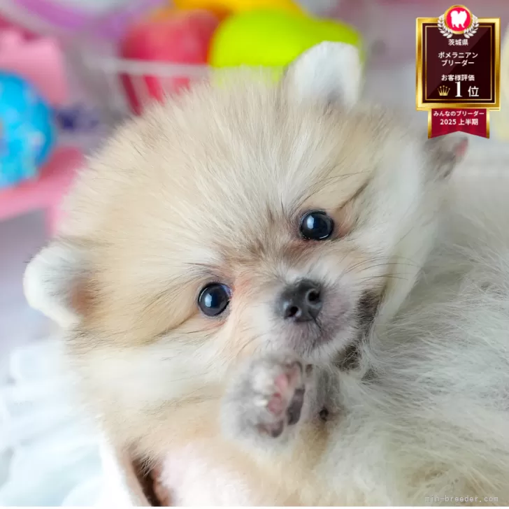 ナミ 様のお迎えした子犬