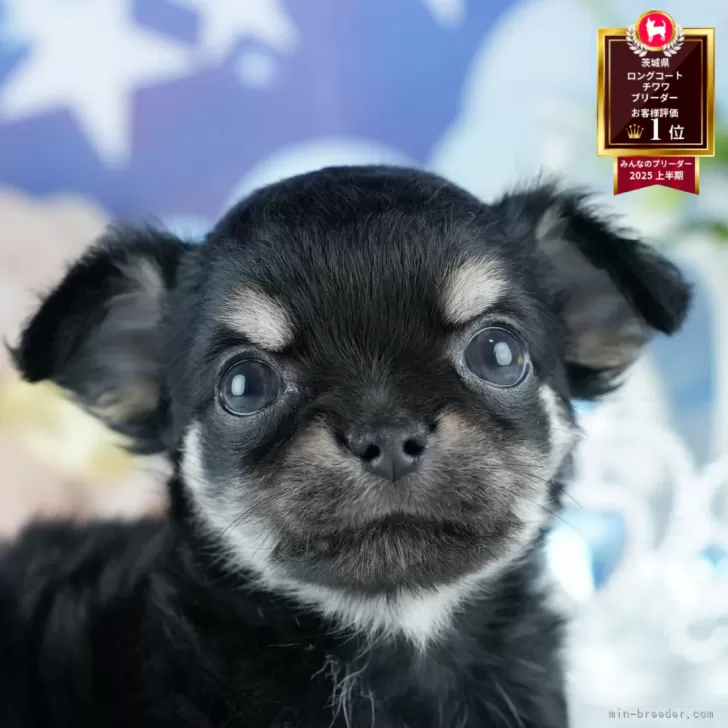 きくち 様のお迎えした子犬