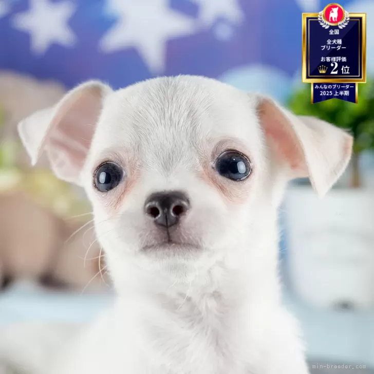 チワワ(スムース)【茨城県・男の子・2025年10月9日・クリーム】の写真1「🐶全頭総額表示(接種済ワクチン代・マイクロチップ代・健康診断料込)」