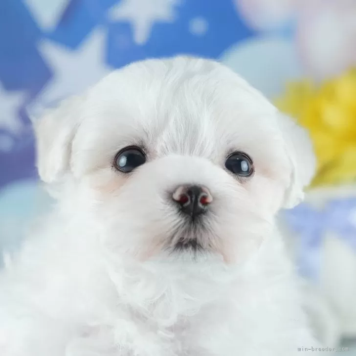 ID：2505-07229の子犬