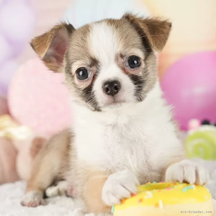 ID：2501-00464の子犬