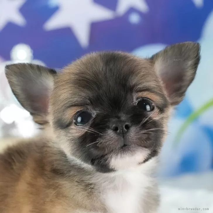 ID：2501-03843の子犬