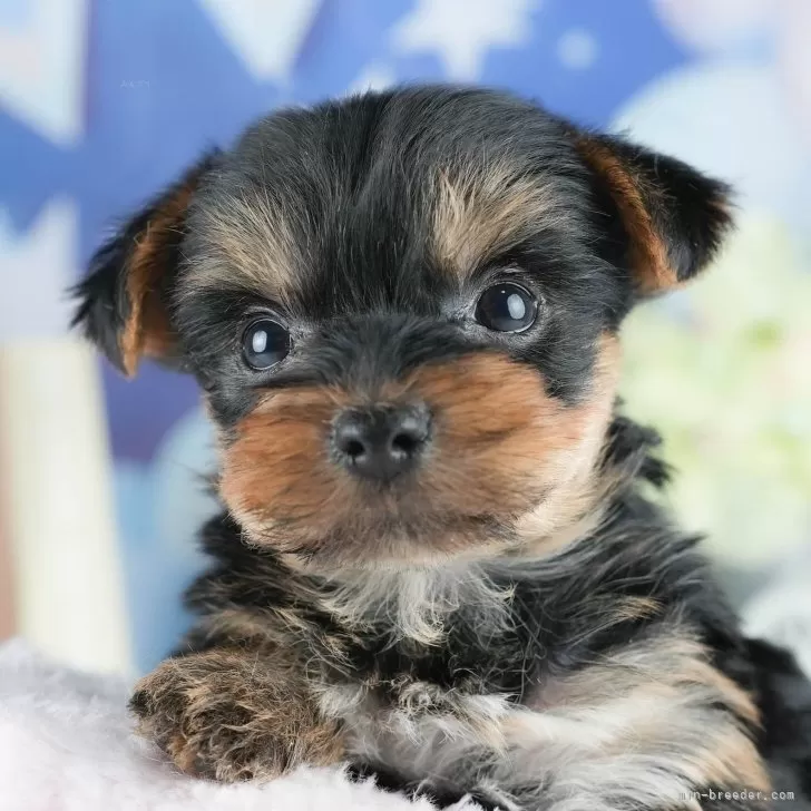 ヨークシャーテリア【茨城県・男の子・2025年5月14日・スティールブルー&タン】の写真1「🐶全頭総額表示(接種済ワクチン代・マイクロチップ代・健康診断料込)」