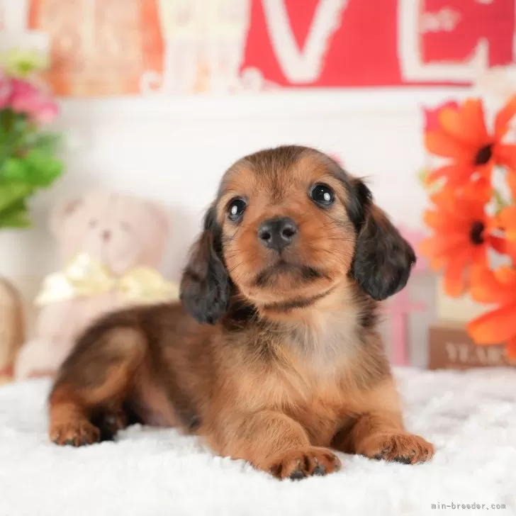 ID:2412-00920の子犬