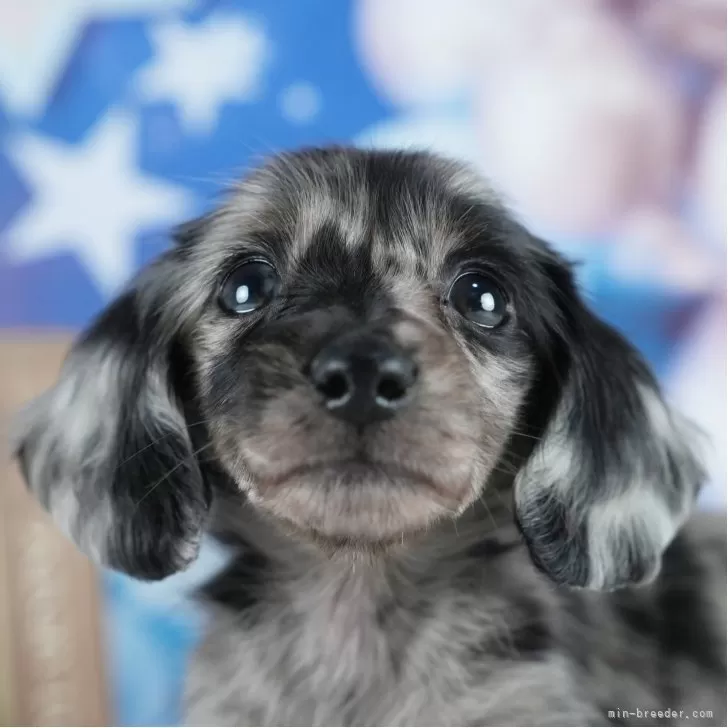 ID:2505-03485の子犬