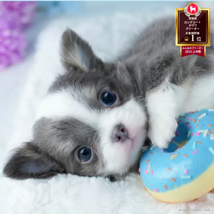 ID：2507-07057の子犬