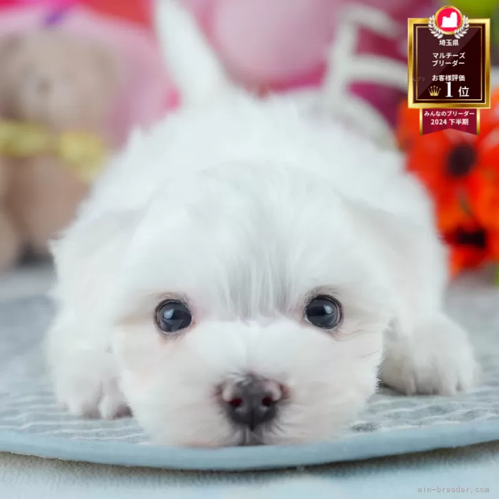 マルチーズ【茨城県・男の子・2025年7月24日・ホワイト】の写真1「🐶全頭総額表示(接種済ワクチン代・マイクロチップ代・健康診断料込)」