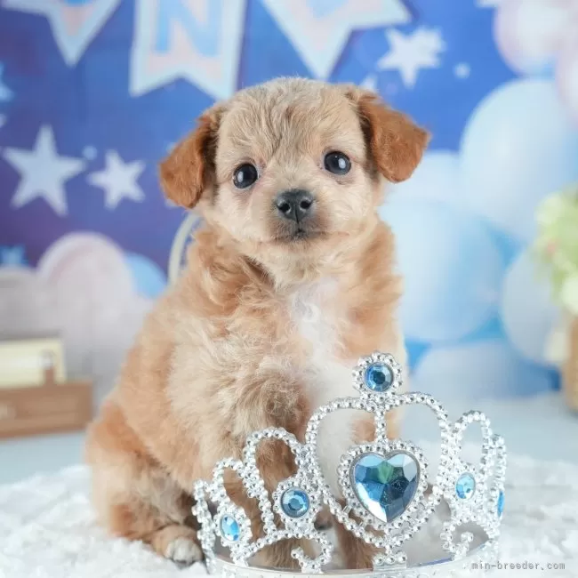 ID：2505-01663の子犬