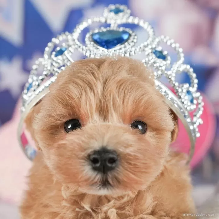 ID：2501-00475の子犬