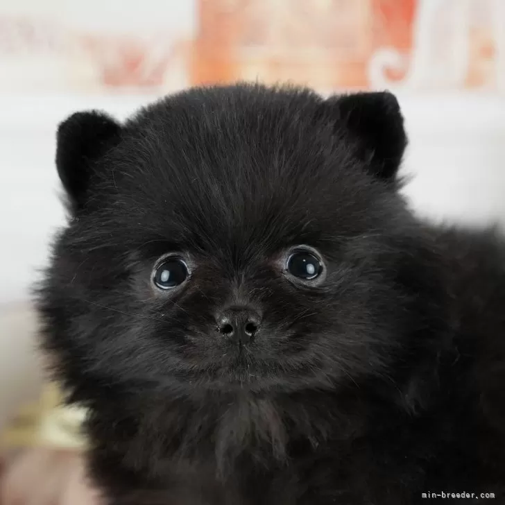 ID:2502-00148の子犬