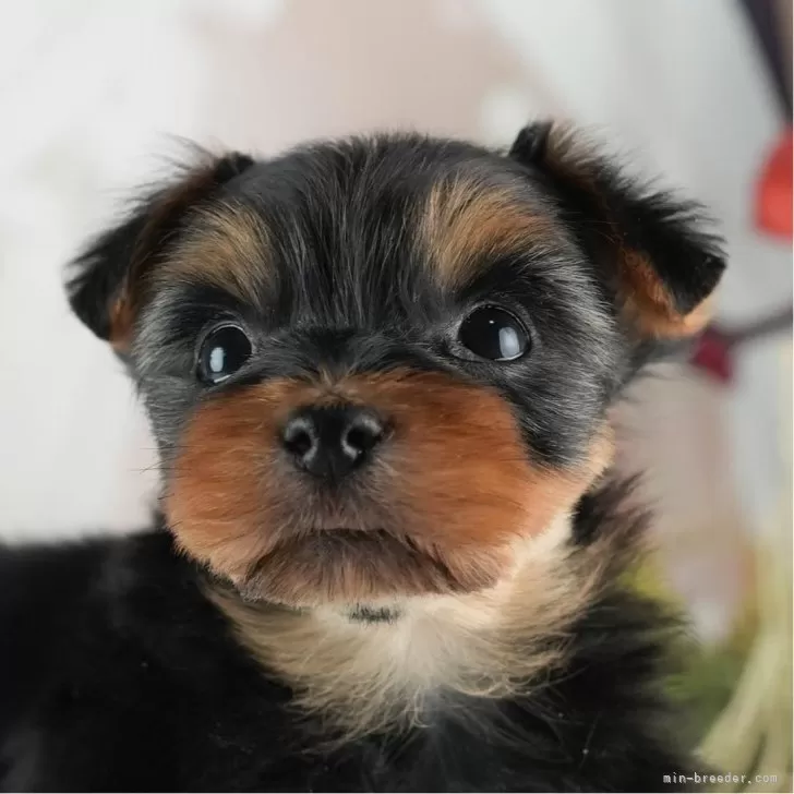 ID:2501-03854の子犬