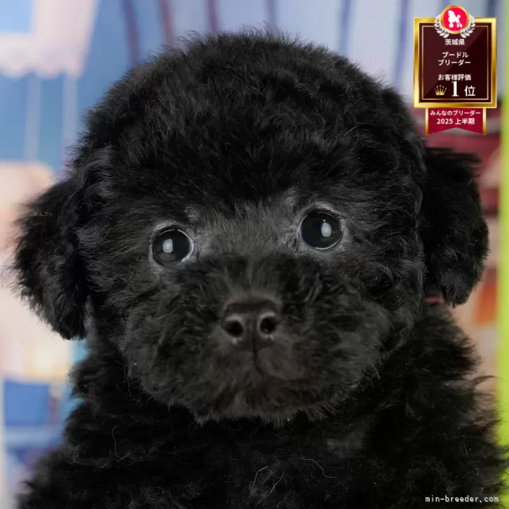 S.S 様のお迎えした子犬