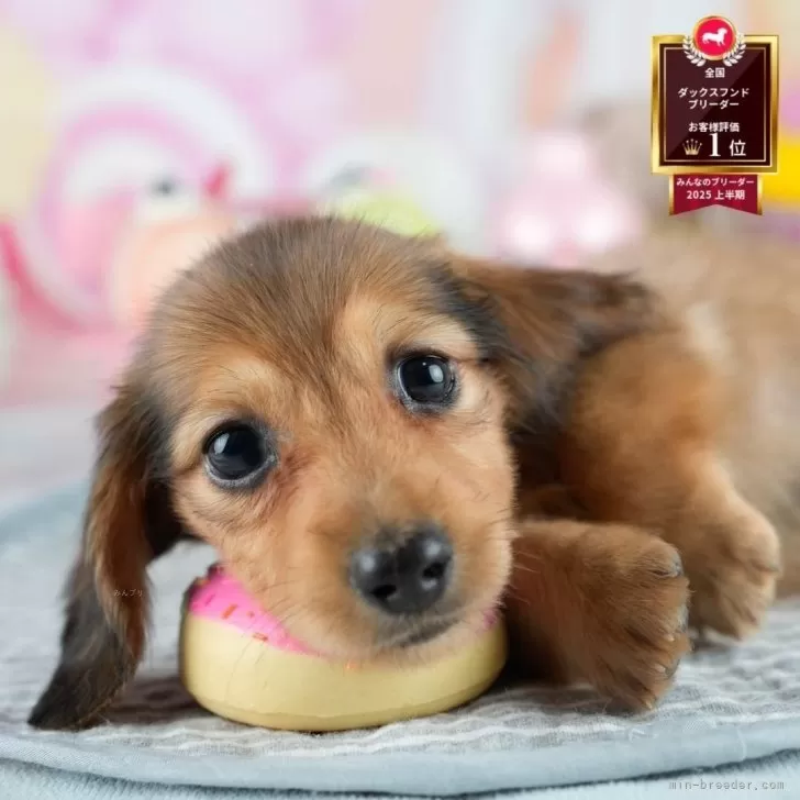 N.N 様のお迎えした子犬