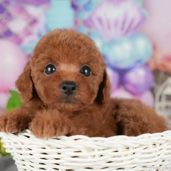 トイプードル(トイ)【茨城県・女の子・2025年8月27日・レッド】の写真1「🐶全頭総額表示(接種済ワクチン代・マイクロチップ代・健康診断料込)」