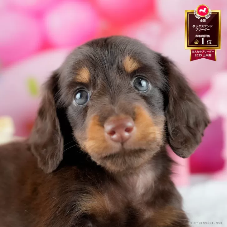 ミニチュアダックスフンド(ロング)【茨城県・男の子・2025年8月16日・チョコレート&amp;タン】の写真1「🐶全頭総額表示(接種済ワクチン代・マイクロチップ代・健康診断料込)」