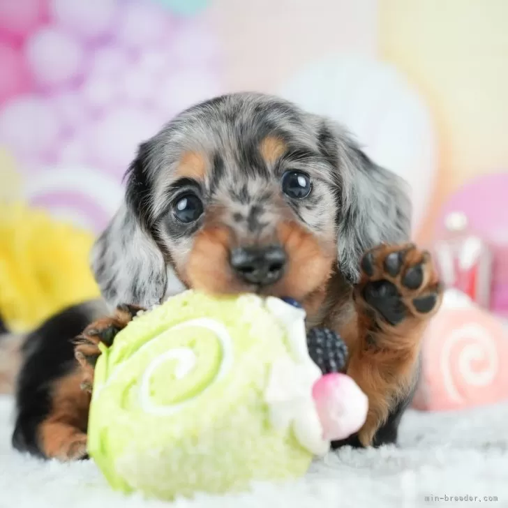 ID:2504-06063の子犬
