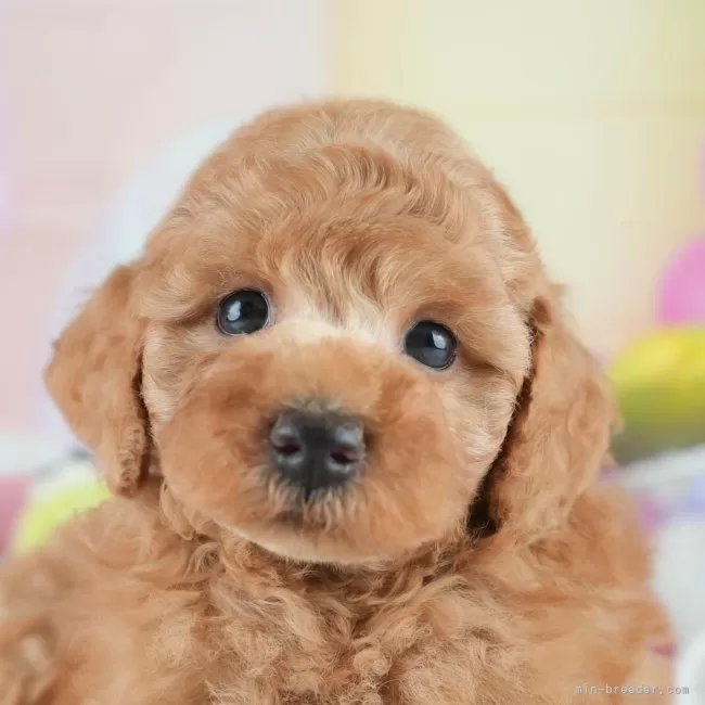 ID：2507-00690の子犬