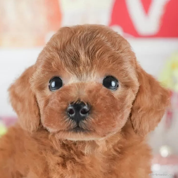 ID：2505-07222の子犬