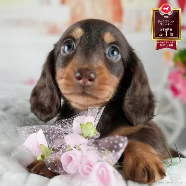 ミニチュアダックスフンド(ロング)【茨城県・女の子・2025年6月1日・チョコレート&amp;タン】の写真1「🐶全頭総額表示(接種済ワクチン代・マイクロチップ代・健康診断料込)」