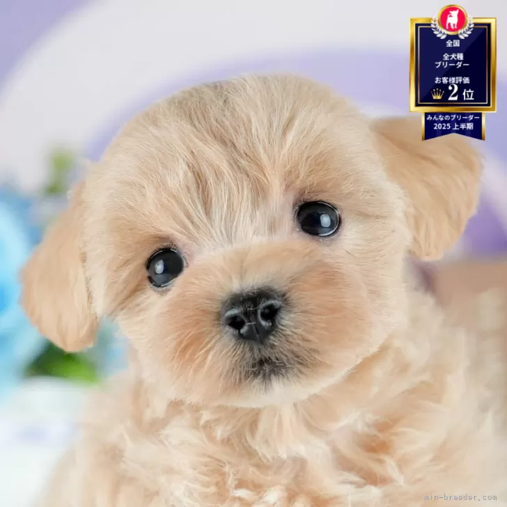 マルプー(マルチーズ×トイプードル)【茨城県・女の子・2025年8月2日・アプリコット】の写真1「🐶全頭総額表示(接種済ワクチン代・マイクロチップ代・健康診断料込)」