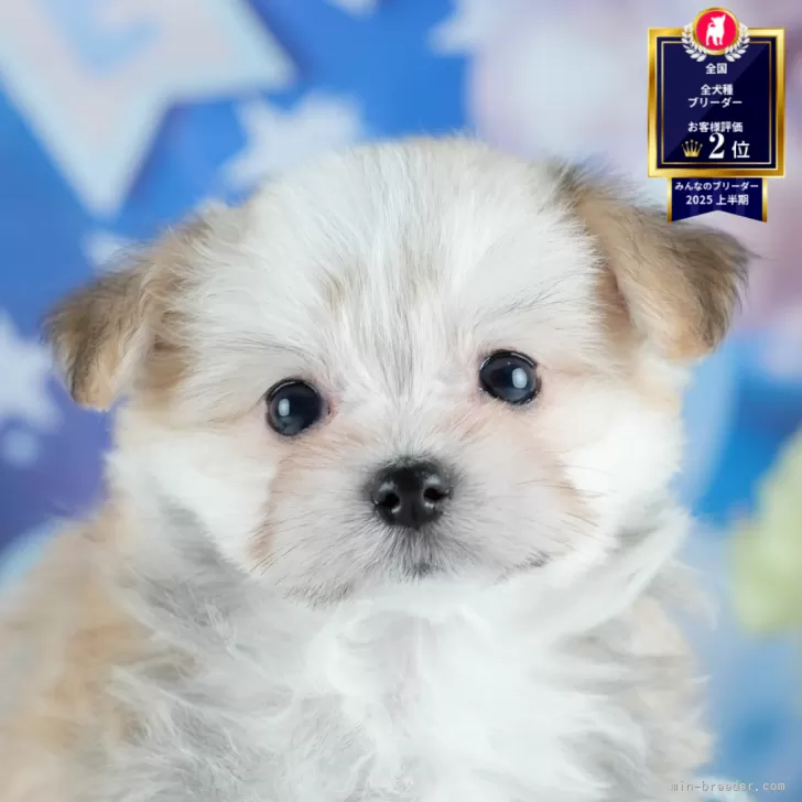 A.N 様のお迎えした子犬