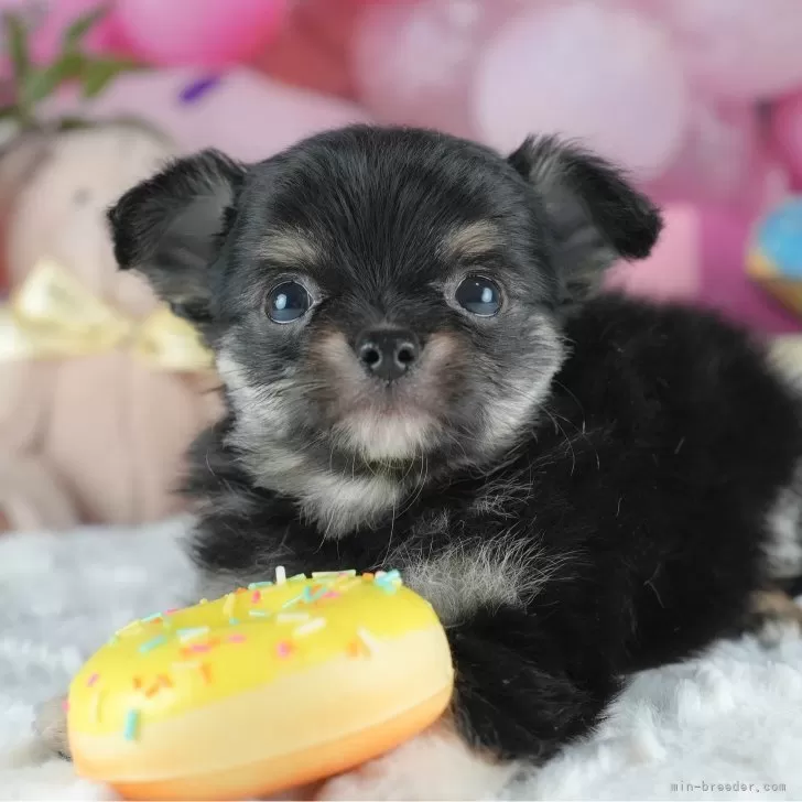 ID：2503-03488の子犬